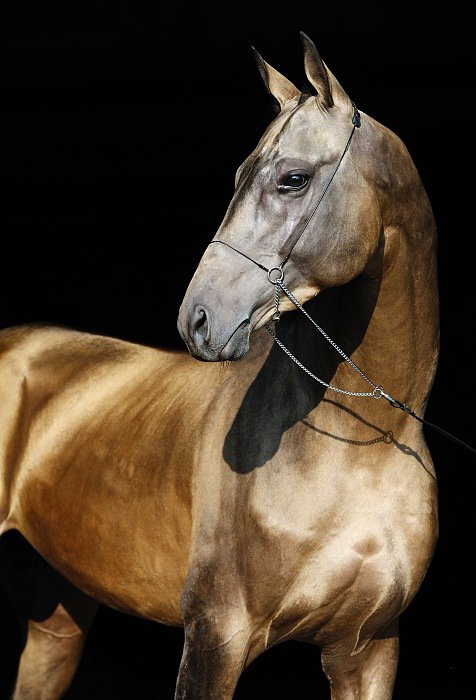 Turkmenistan Stallion Dagat Geli